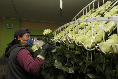 Hacienda.- Una persona que trabaja en la industria de las flores arregla las rosas para la exportación.