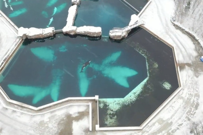 La orca Kiska en e centro de la imagen, sola en una de las piscinas del Marineland de Ontario.