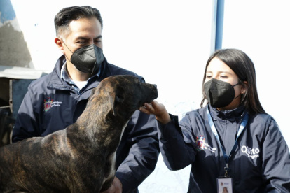 Chequeo. El animalito sería similar a un Pitbull. Mientras lo analizaban los médicos, se mostraba temeroso.