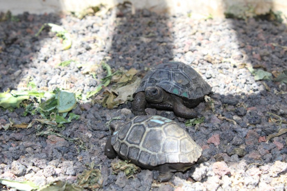 Galápagos. Tortugas del Centro de Crianza Arnaldo Tupiza, del PNG.