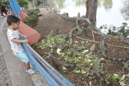 Parque Forestal. De todas las edades se maravillan con las iguanas y se detienen a darles de comer.