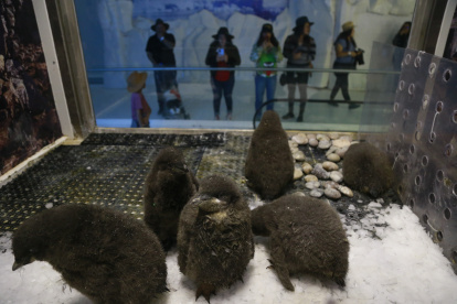 Labor. Un grupo de polluelos de pingüinos Adelia permanece en su corral, en el zoológico de Guadalajara, observado por visitantes.