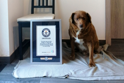 Bobi, un mastín del Alentejo de 30 años y 267 días de edad y residente en el municipio de Leiria (centro de Portugal), ha sido reconocido este jueves con el Récord Guinnes por ser el perro más viejo del mundo.