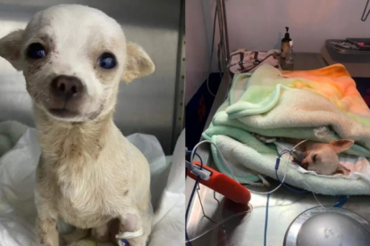 El perrito permaneció varias horas en observación luego de su operación