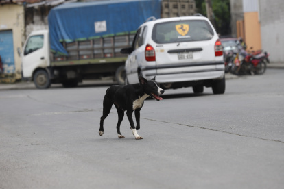 Referencial. Los perros (machos) son los que más se pierden en la urbe.
