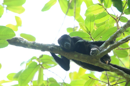 ESPECIE. Los monos aulladores viven en la región Costa.