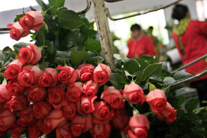 Celebración.- Las rosas son uno de los regalos preferidos el 14 de febrero.