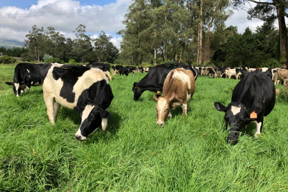 Ganadería.- La hacienda María Gabriela, una de las que está certificada en carbono neutro en Ecuador.