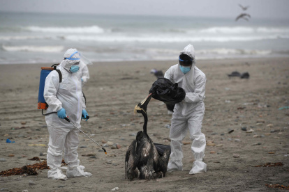 Personal del Servicio Nacional de Sanidad Agraria de Perú (Senasa) recoge pelícanos muertos infectados con gripe aviar H5N1, en la playa San Pedro al sur de Lima (Perú), en una fotografía de archivo. EFE/Paolo Aguilar