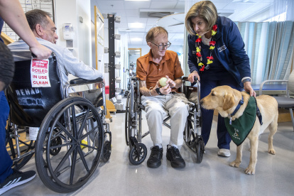 Miami. Un registro de la perra Harmony al acompañar a pacientes del Centro Médico Jackson North.