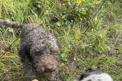 Cientos de perros, zorros y lobos están muriendo en los bosques de Italia. Los excursionistas se los encuentran descomponiéndose en el suelo