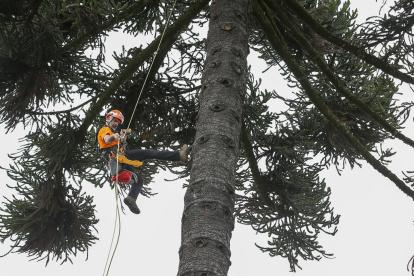 El italiano Andrea Maroè, especialista en escalar árboles gigantes, trepó este lunes una araucaria de la Plaza de la Independencia de Quito, en una acción para dar inicio a un proyecto de conservación y recuperación de árboles patrimoniales de la capital de Ecuador.