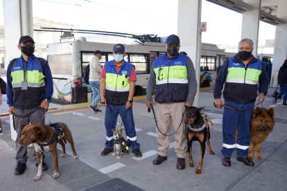 Actividad. Algunos de los animales pasaron a ser parte de la brigada canina.