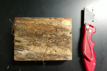 Fotografía cedida por la Universidad Internacional de Florida (FIU) donde se aprecia una muestra de madera en descomposición debido a las termitas.