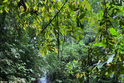 Itinerario. En Balsapamba hay varias cascadas que se pueden recorrer.