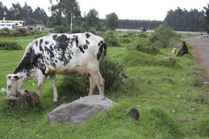 Producción. Las comunidades próximas al coloso de los Andes viven de la leche que obtienen del ganado, que también es de crianza. La agricultura es otra fuente.
