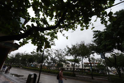 Los arboles incluso llegan a topar con el cableado del sector.