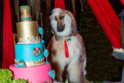 Malka es una imponente galgo afgano.