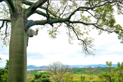 En La Prosperina hay 121 especies de árboles.