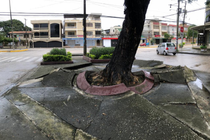 Los parterres cuarteados han dado cabida a que los roedores usen estos espacios como refugio.