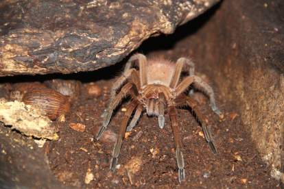 Las nuevas especies fueron descubiertas tras un estudio de instituciones nacionales y extranjeras.