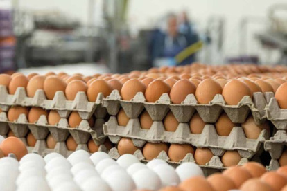 Alimento.- El clima también afecta la producción de huevos en Taiwán.