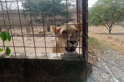 Situación. La organización constató el estado de animales salvajes.