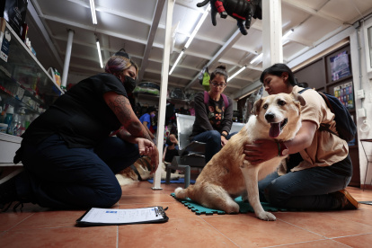 Ciudad de México. Una especialista atiende a una perra que llegó enferma al centro de rehabilitación Car-can.