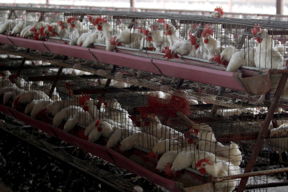 Alcance. La enfermedad se ha reportado en 11 regiones del país.