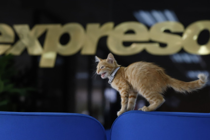 El gatito tiene cuatro meses, según el veterinario que lo atendió.