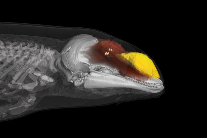 Escáner del morro productor de sonido de una marsopa. La imagen muestra las dos fuentes de sonido y el melón de grasa que conduce el sonido al agua.