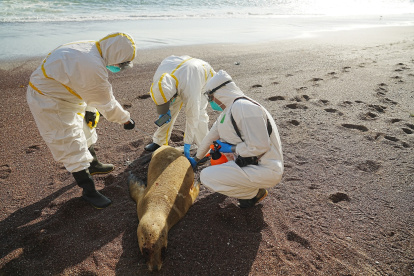 Trabajadores tomando muestras de un lobo marino muerto, en áreas naturales protegidas del litoral de Perú.