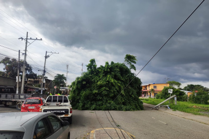 El tráfico se volvió lento debido a la obstaculización del árbol