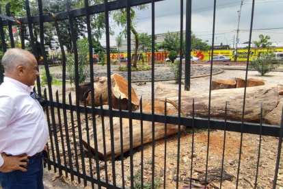 Algunos ciudadanos se detienen para mirar con decepción los troncos en el piso del parque.