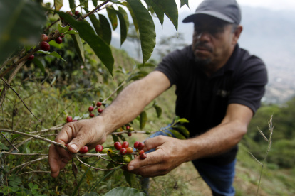 Walter Enrique Patiño, propietario de la finca "Nuevo Cielo", trabaja con sus plantas de café, el 16 de febrero de 2023, en Bello (Colombia).