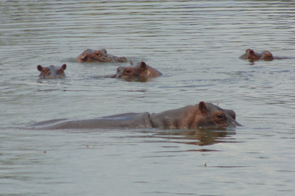 Hipopótamos habitan en el río Magdalena, Colombia