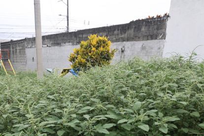 Molestias. La gran cantidad de monte ha atraido una horda de mosquitos en la zona.