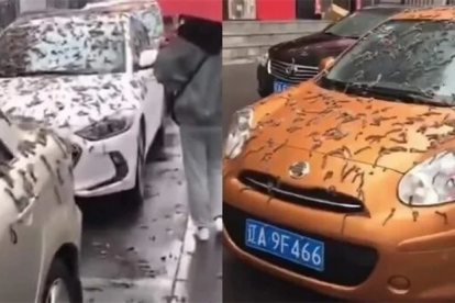 Llovieron gusanos en China