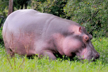 Referencia. La norma ecuatoriana prohibe la importación de animales exóticos al país.