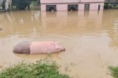 Los animales de corral también resultaron afectados por la inundación.