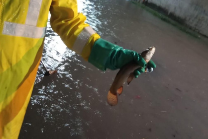 Interagua informó sobre el hallazgo de uno de sus operarios.