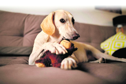 Tomar en cuenta. Cuando dos machos se cruzan en la calle y uno se monta en el lomo del otro, el mensaje que envía es: yo soy el líder.