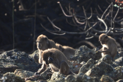 Un macaco de cola larga utilizando una herramienta de piedra para acceder a la comida.
