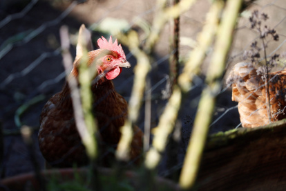 Vista de unas gallinas dentro de un corral, en una fotografía de archivo.