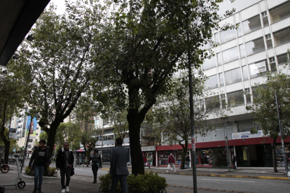 Poste. En el sector de La Mariscal, los árboles cubren las luminarias. Por las noches son zonas oscuras donde se vende droga y se ejerce la prostitución.