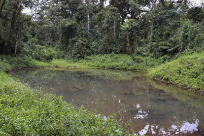 Fotografía cedida este miércoles, 15 de marzo, por la Universidad Hemisferios de un espejo de agua en la Reserva Ecológica Hemisferios, en la provincia amazónica de Napo (Ecuador).