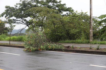 El arbol se encuentra derribado en un parque lineal de Mucho Lote 2.