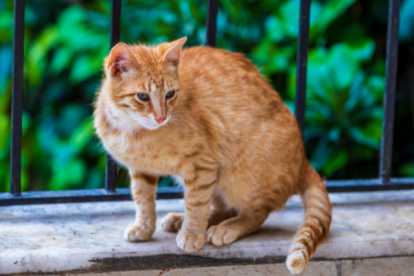 Este animal es incapaz de detectar el sabor dulce de los animales.