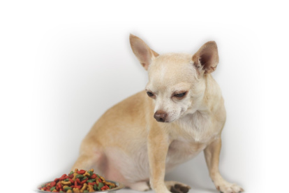 Consulte con el veterinario si su perro no quiere comer