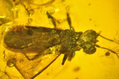 La chinche de ojos más antigua del mundo.